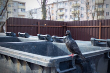A Shabby Pigeon Sits On A Trash Can Closeup