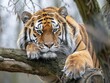 a large tiger in the forest that is laying on a tree Generative AI