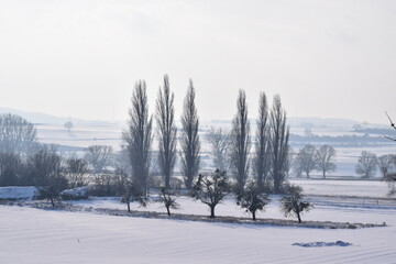 Wall Mural - snow covered Thürer Wiesen in the Eifel