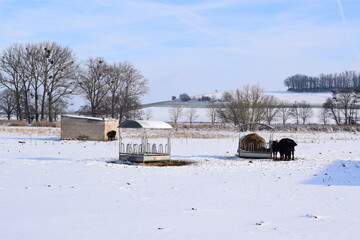 Wall Mural - water buffalo in the fresh snow