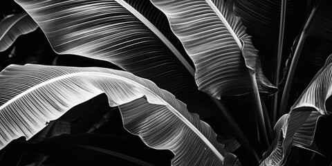Poster - Black and white image of a plant, suitable for various design projects