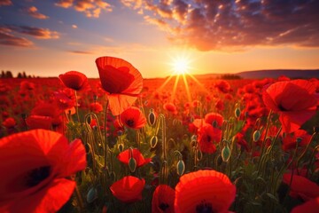 Aufkleber - Beautiful field of red poppies with the sun setting in the background. Suitable for nature and landscape themes