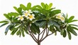frangipani or plumeria tree isolated