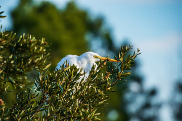 Wall Mural - White Egret perched in a tree