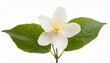 single jasmine flowers isolated