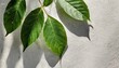 natural leaf shadow on cement wall overlay effect for photo mock up product wall art design presentation