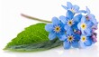 forget me not blue flower isolated on white