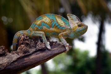 Wall Mural - Veiled chameleon trying to catch its prey