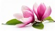 pink magnolia flowers isolated on white background