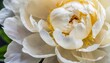 close up of white creamy flower petals of peony innocence and femininity concept