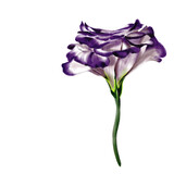 Bud of eustoma or lisianthus. White and purple color.