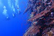 Group of scuba divers exploring vivid coral reef. Tropical underwater scenery, swimming divers. Corals and fish in the blue ocean, travel photography. Marine life and scuba diving.