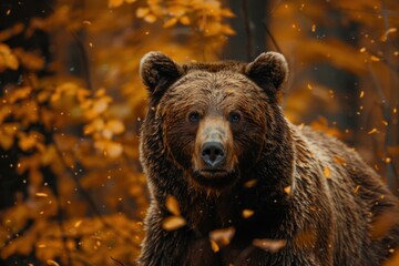 animal, bear, forest, mammal, nature, wildlife, big, brown bear, wild, background. close up to big brown bear walking in autumn forest with red maple. dangerous animal in nature forest, meadow habitat