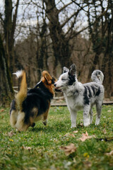 Wall Mural - Grey merle blue-eyed border collie puppy stands with Welsh corgi Pembroke tricolor. Two dogs met on a walk in the park. Friendly pets outside.