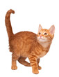 Ginger cat PNG, isolated 