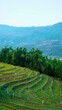 Sapa Sa Pa, Lao Cai Vietnam rice fields asian mountains. Landscape viet terrace rice
