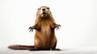 Beaver Standing on Hind Legs