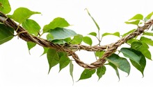 Twisted Dried Wild Liana Jungle Vine Tropical Plant Isolated On White Background Clipping Path Included