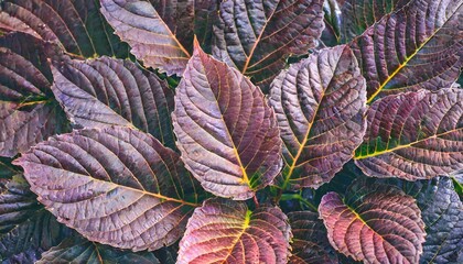 Wall Mural - closeup nature view of purple leaves background abstract leaf texture