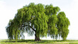  A large and majestic weeping willow tree stands alone in a grassy field and branches hang down to the ground
