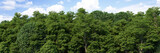 Fototapeta Przestrzenne - 3D visualization of the background panorama of a deciduous forest. Detailed background of a park or reserve forest. Wide seamless panorama of the forest.