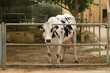 a full-length photo of a cow, vertical photo. The topic of dairy production, animal husbandry, animal care, agriculture