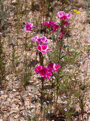 Canvas Print - Pink and white clarkia flowers