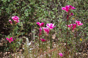 Canvas Print - Pink and white clarkia flowers