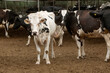 A photo of a young white cow with black spots on the background of a cow herd. The topic of animal husbandry and agriculture
