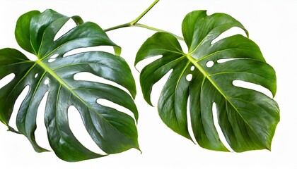  monstera deliciosa albo variegata leaves tropical plant evergreen vine isolated on white background clipping path included