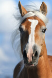 Fototapeta Konie - Portrait von einem Haflinger Pferd mit Blesse