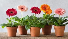 Gerberas Plants In Pots With Transparent Background