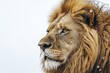 Close-up of lion on white background