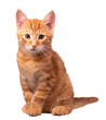 red shorthair cat PNG
