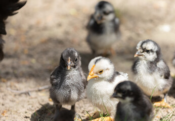 Wall Mural - Young chickens in the grass