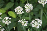 Fototapeta  - White flowers in a garden