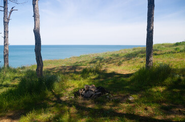 Poster - Pine trees by the sea.