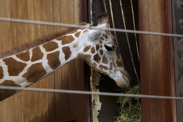 close up of giraffe