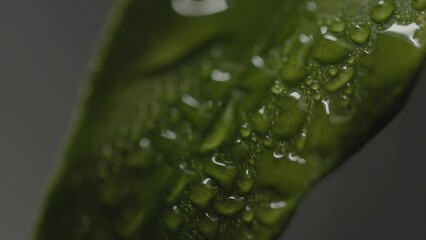 Wall Mural - Fresh green plants with water droplets falling on them