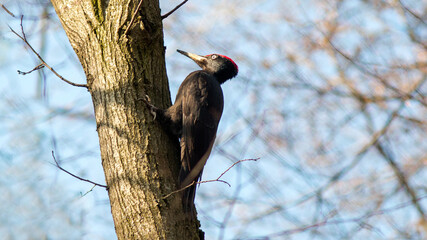 woodpecker on tree