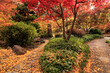 Two Paths in a Park in the Autumn with colorful leaves for a Nature Walk through the Trees