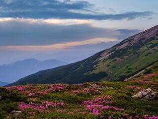 Canvas Print - Rhododendron flowers on summer early morning mountains and full Moon