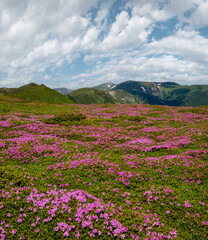 Wall Mural - Blossoming slopes (rhododendron flowers ) of Carpathian mountains.