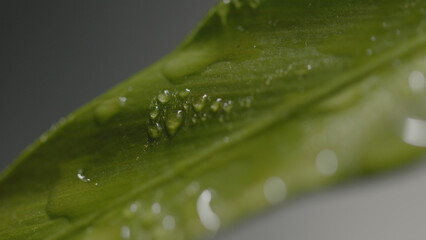 Fresh green plants with water droplets falling on them