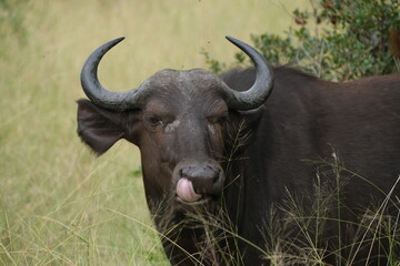 Cheeky buffalo sticking its tongue out, licking its nose