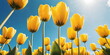 May floral bloom. Nature color. Spring season background. Sunny flower field. Tulip garden landscape. Light day park Green grass beauty. April leaf close up Bright sun blue sky. Fresh plant bulb grow.