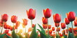 Nature color. Sunny flower field. May floral bloom. Spring season background. Tulip garden landscape. Bright sun blue sky. Light day park Green grass beauty. Fresh plant bulb grow. April leaf close up