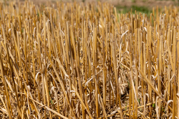 Wall Mural - a large harvest of golden wheat on the field in summer