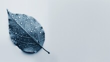 A Blue Leaf With Water Droplets On White