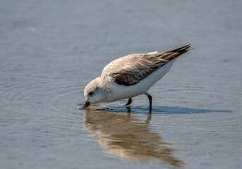 Canvas Print - Sanderling Foraging on Gulf Coast Beach